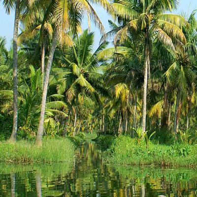 Cochin to Kerala tour package 3 Nights 4 Days by Car