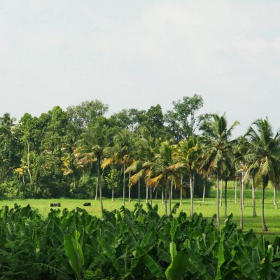 Goa to Kerala tour package 2 Nights 3 Days by Flight