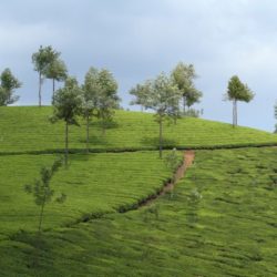Hyderabad to Kerala tour package 5 Nights 6 Days by Flight